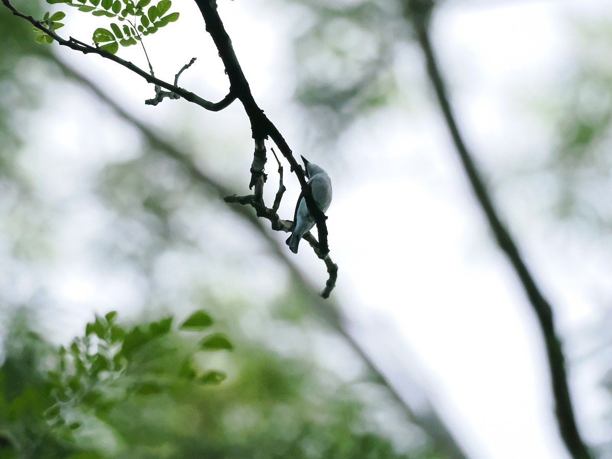 Black-winged Flycatcher-shrike - ML644133595