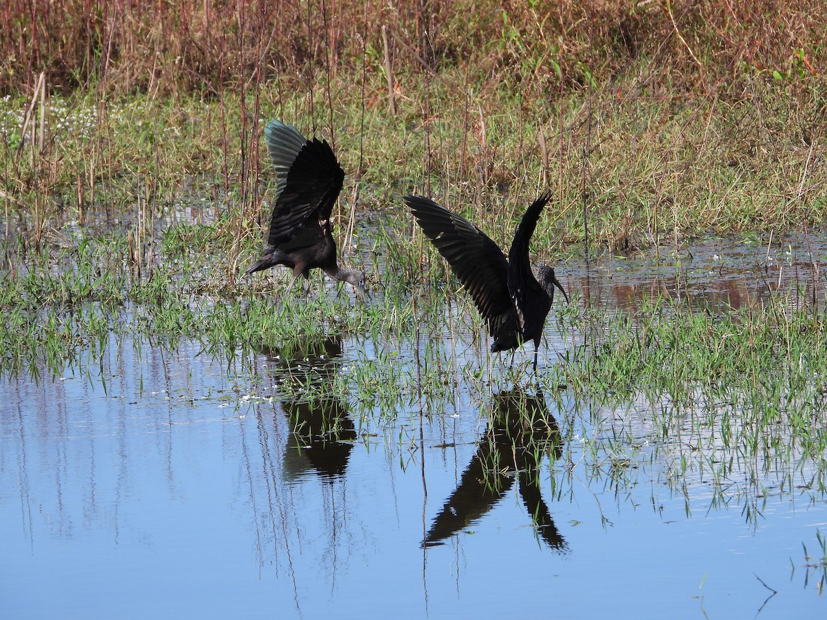 Glossy Ibis - ML644133600