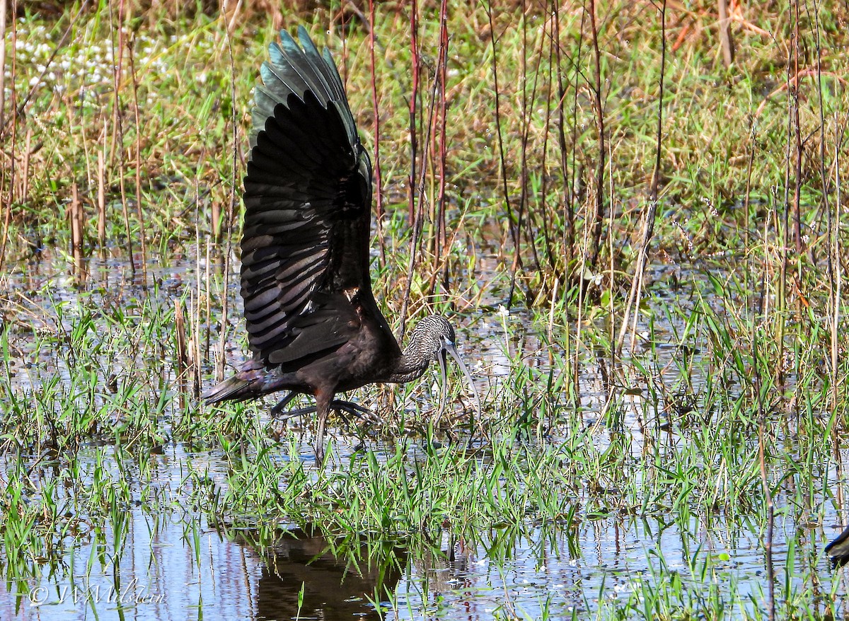 Glossy Ibis - ML644133601