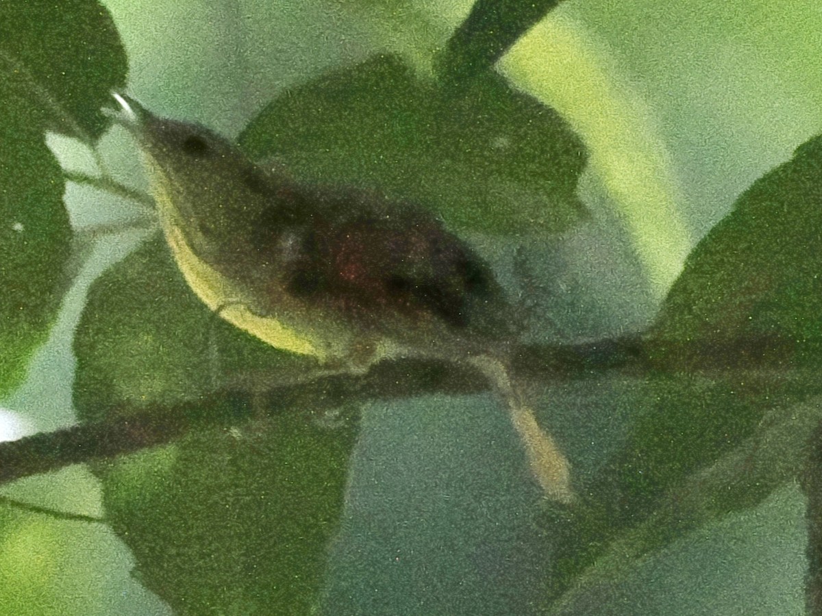 Timalie à gorge striée - ML644133602