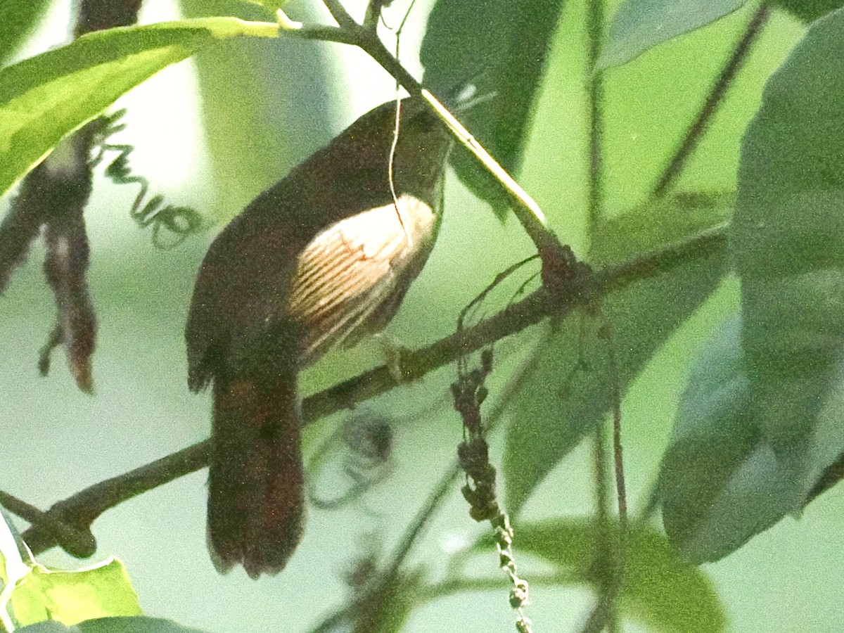 Timalie à gorge striée - ML644133603