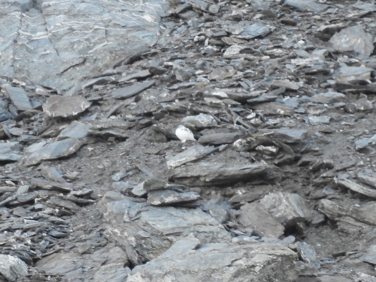 Куріпка тундрова - ML644133604