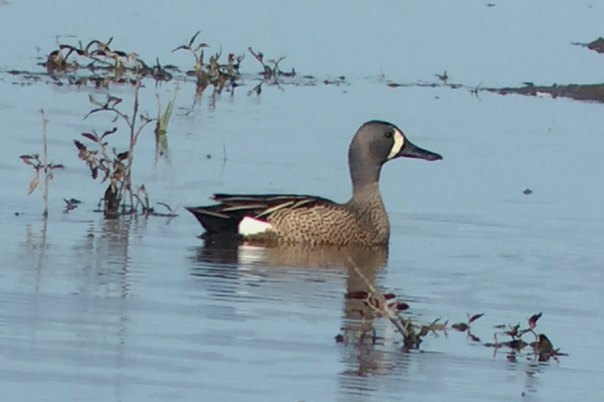 Blue-winged Teal - ML64413361
