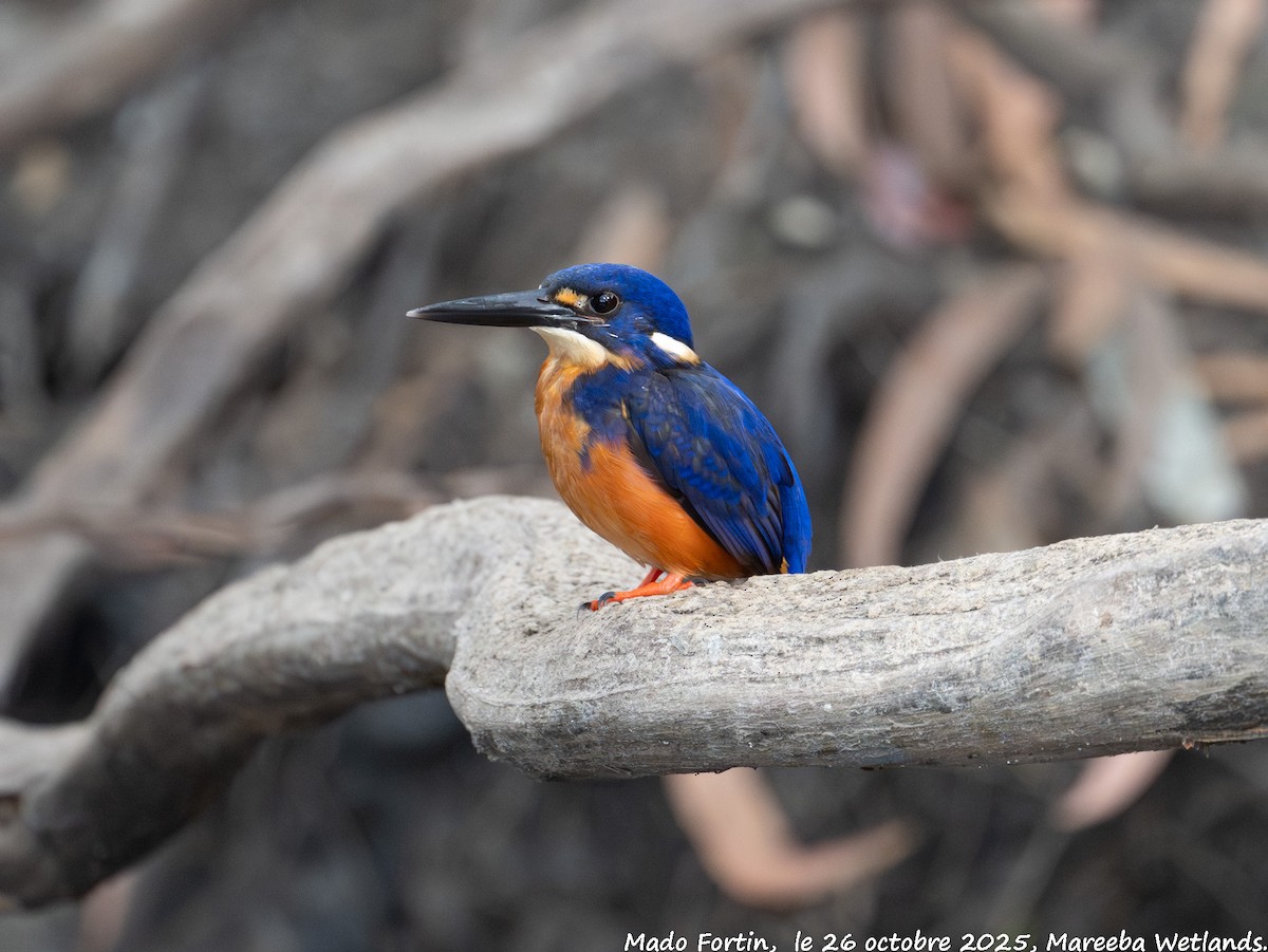 Azure Kingfisher - ML644133615