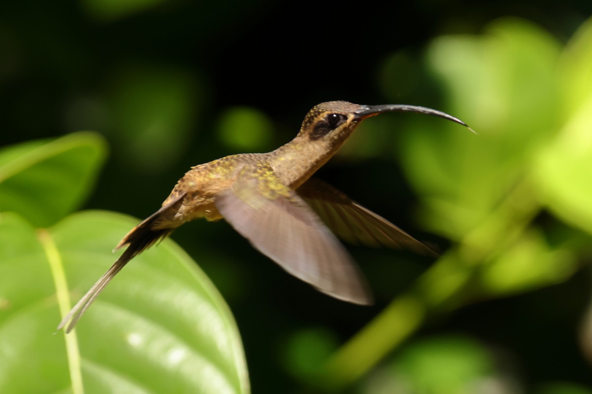 Great-billed Hermit - ML644133616