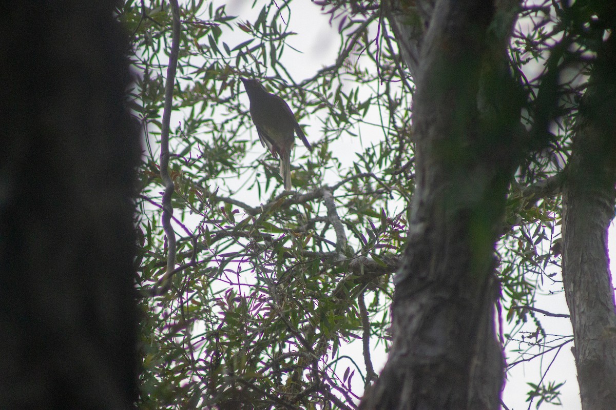 Australasian Figbird - ML644133617