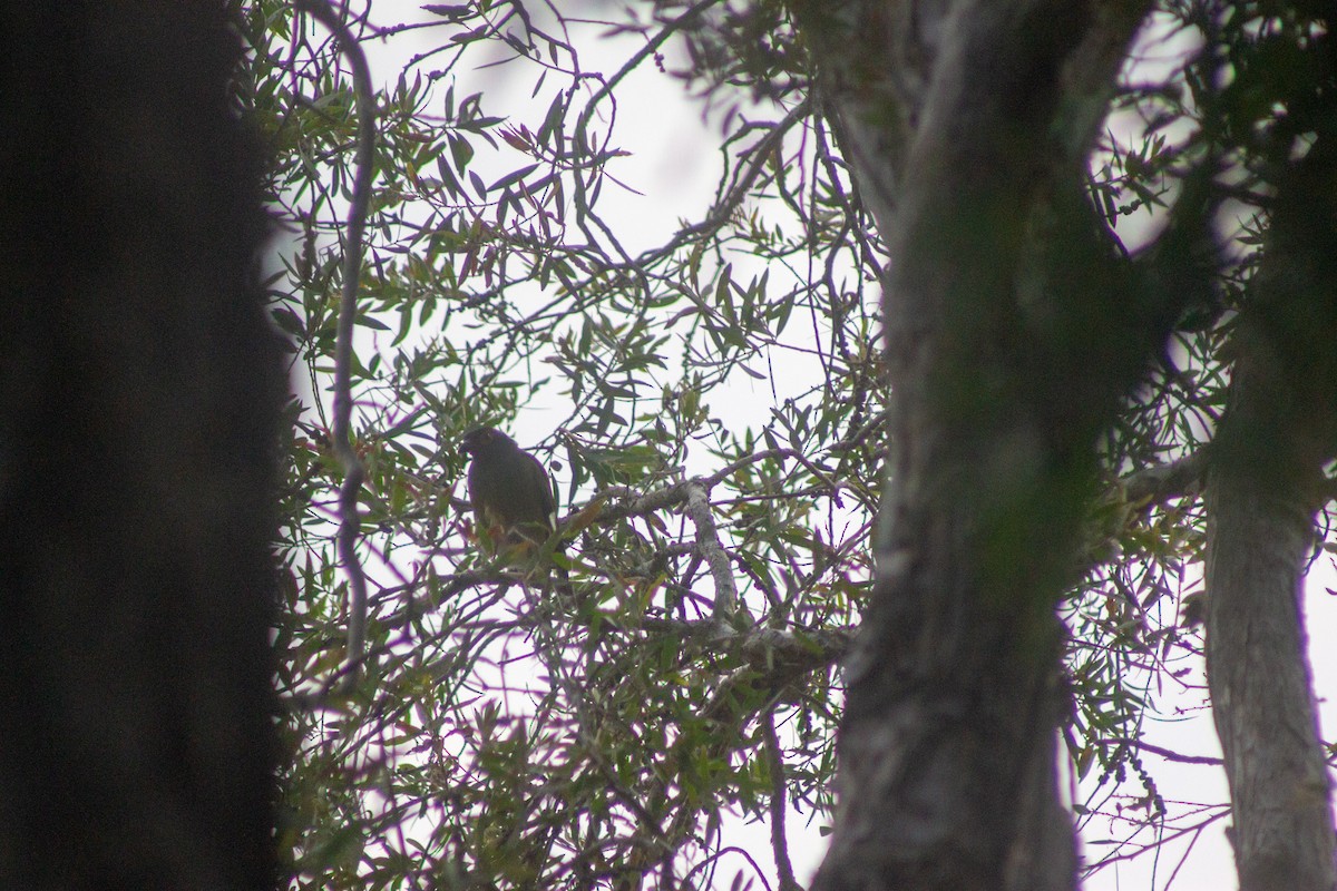 Australasian Figbird - ML644133618