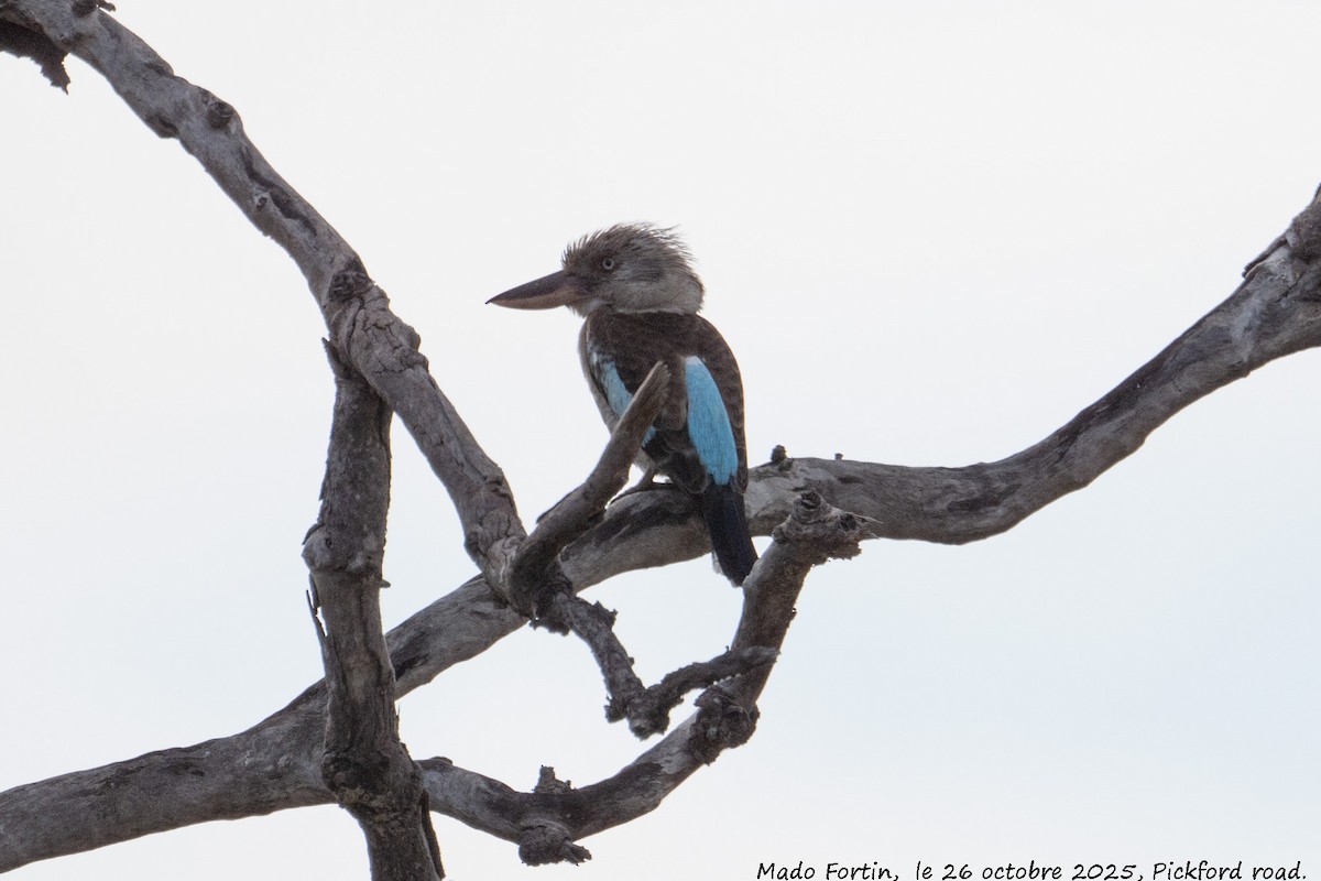 Blue-winged Kookaburra - ML644133622
