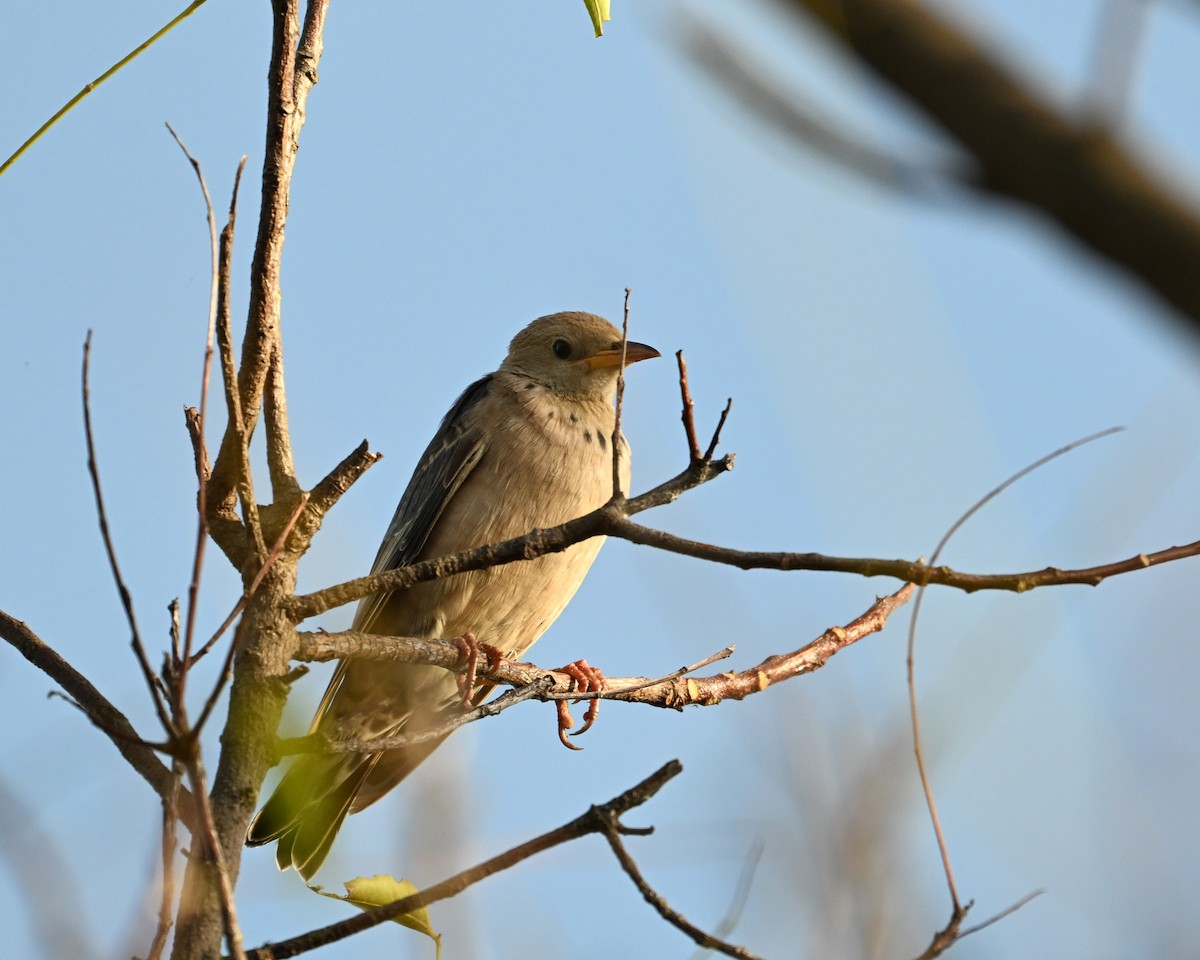 Rosy Starling - ML644133623