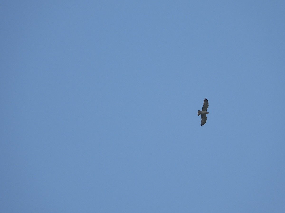 Short-toed Snake-Eagle - ML644133638