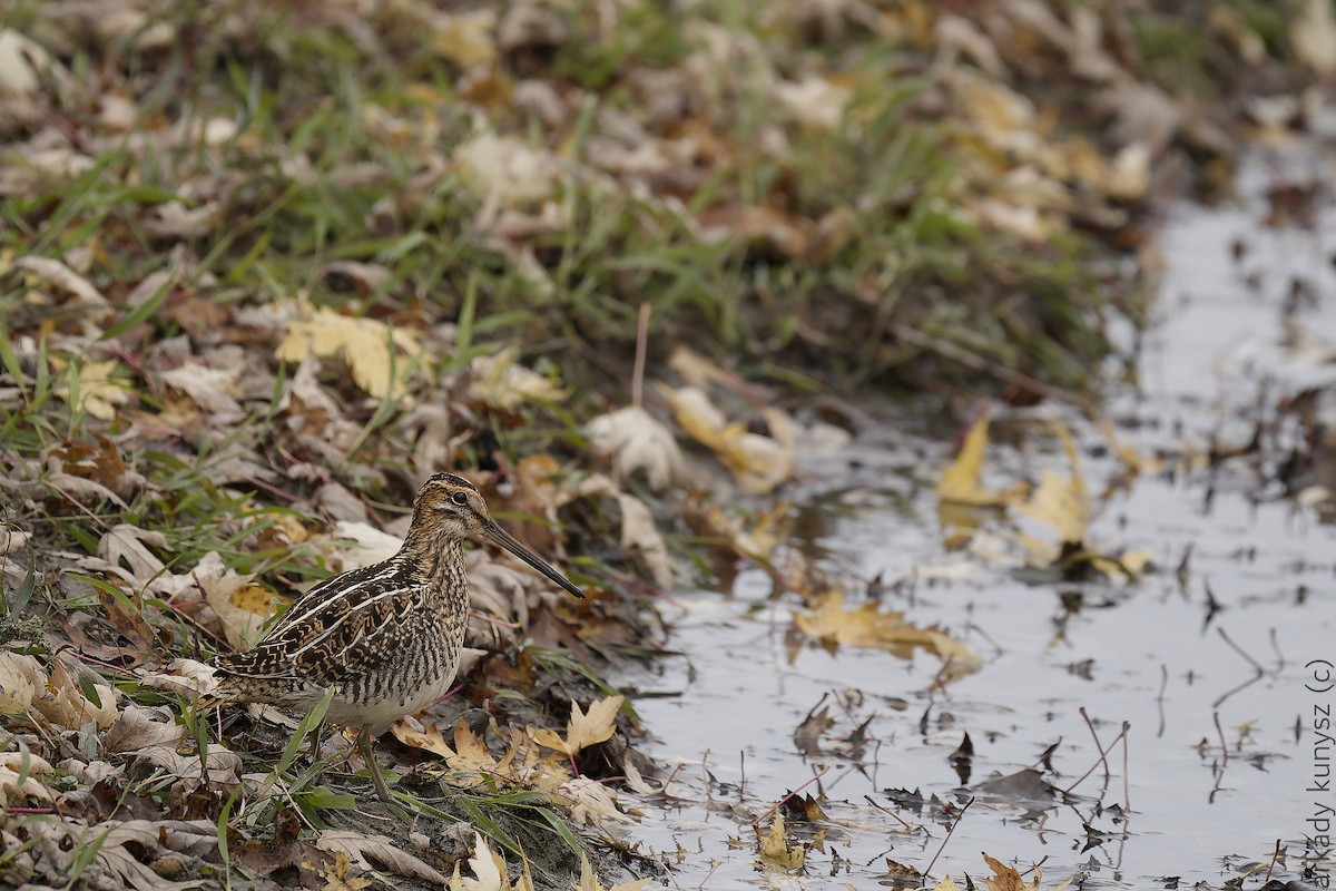Wilson's Snipe - ML644133651