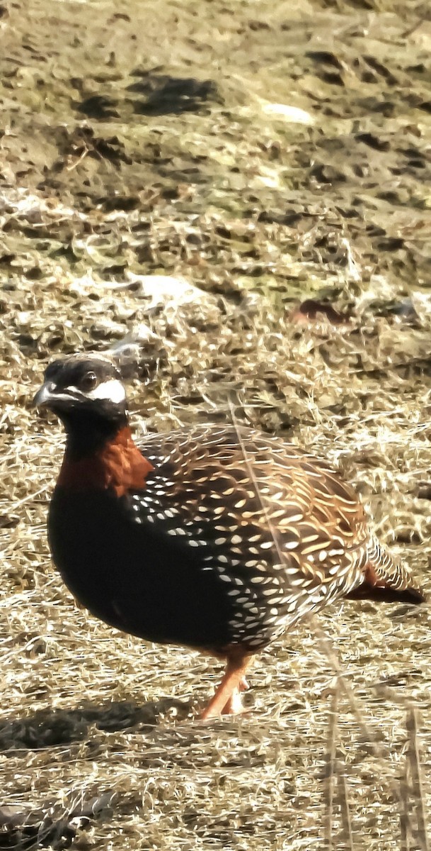 ムナグロシャコ - ML644133660