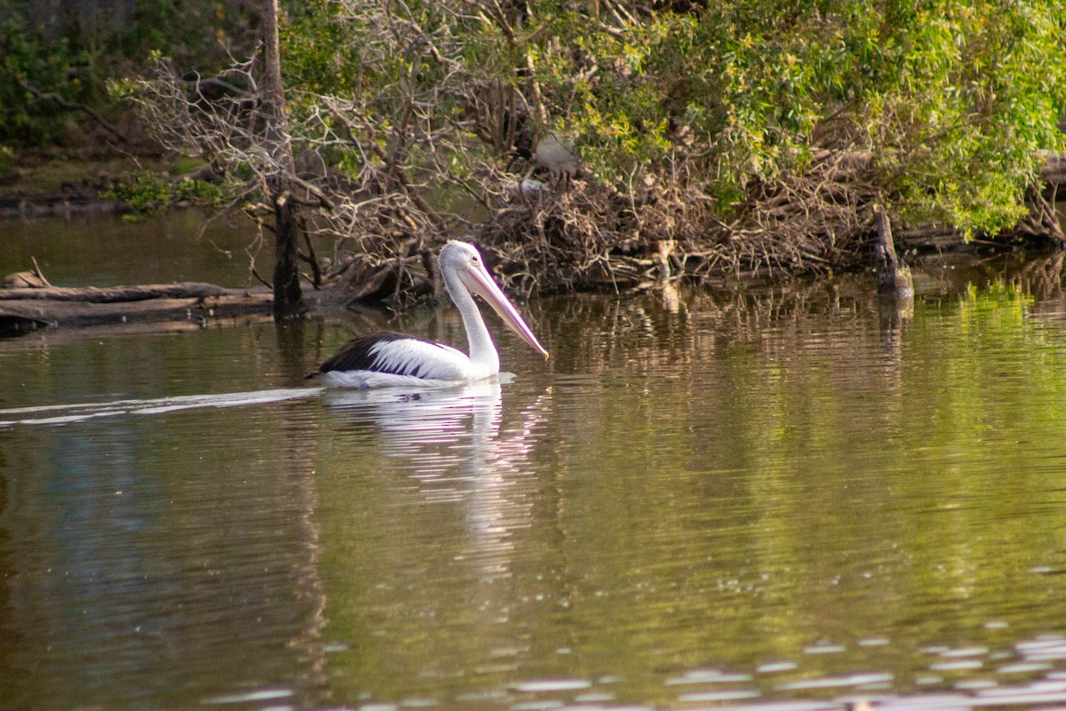 pelikán australský - ML644133662
