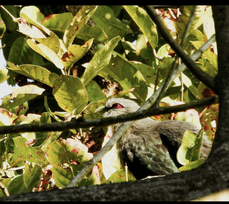Green-billed Malkoha - ML644133664