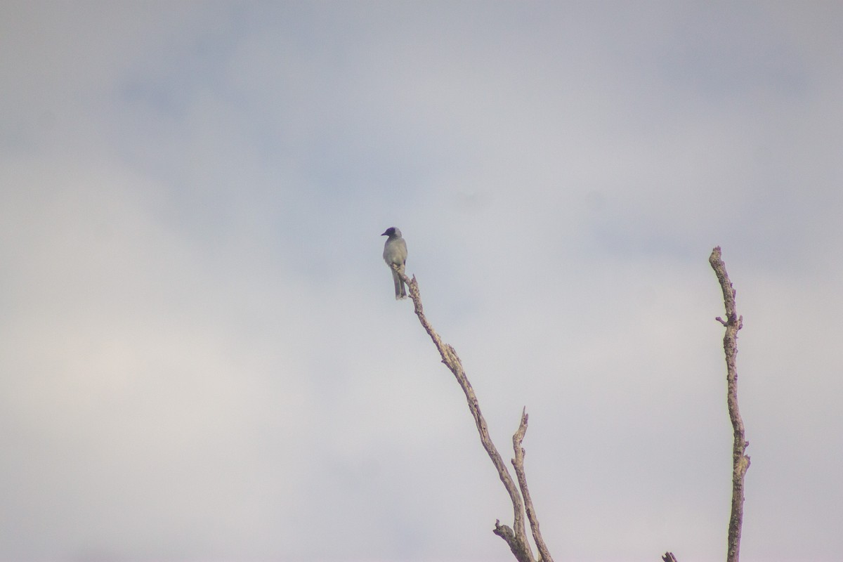 Black-faced Cuckooshrike - ML644133666