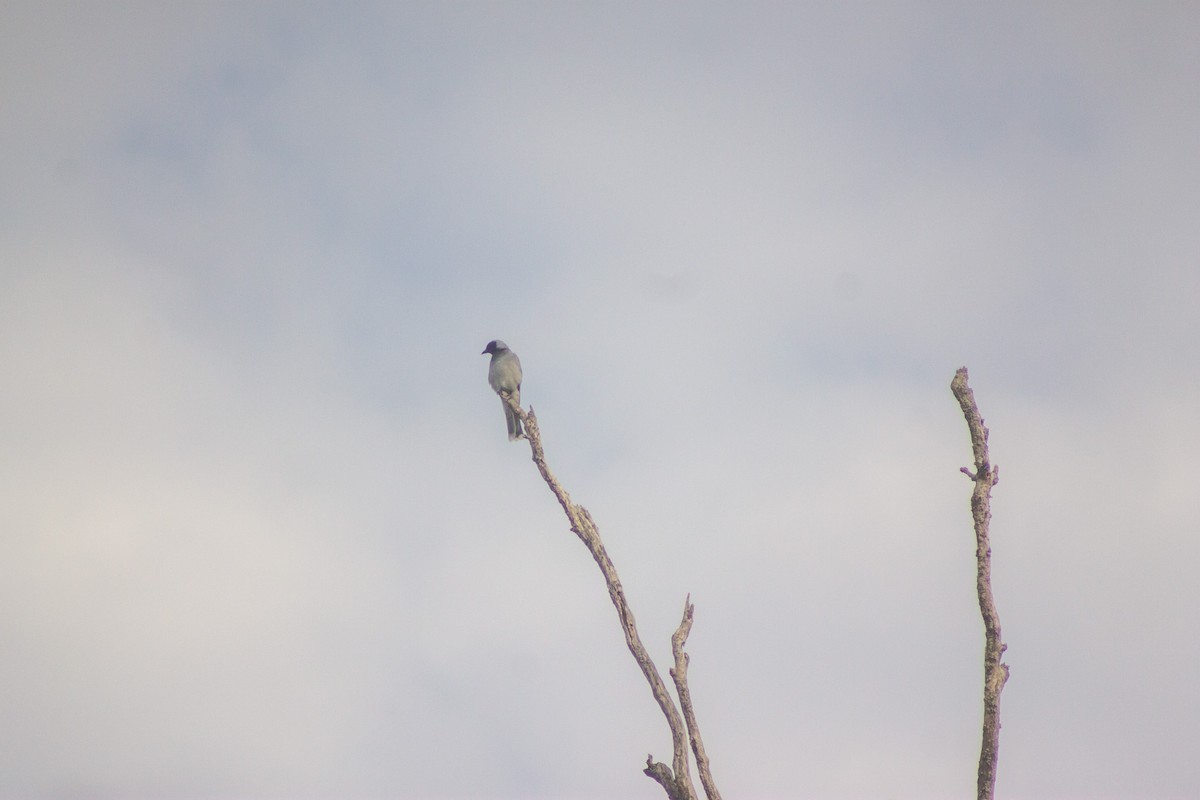Black-faced Cuckooshrike - ML644133667