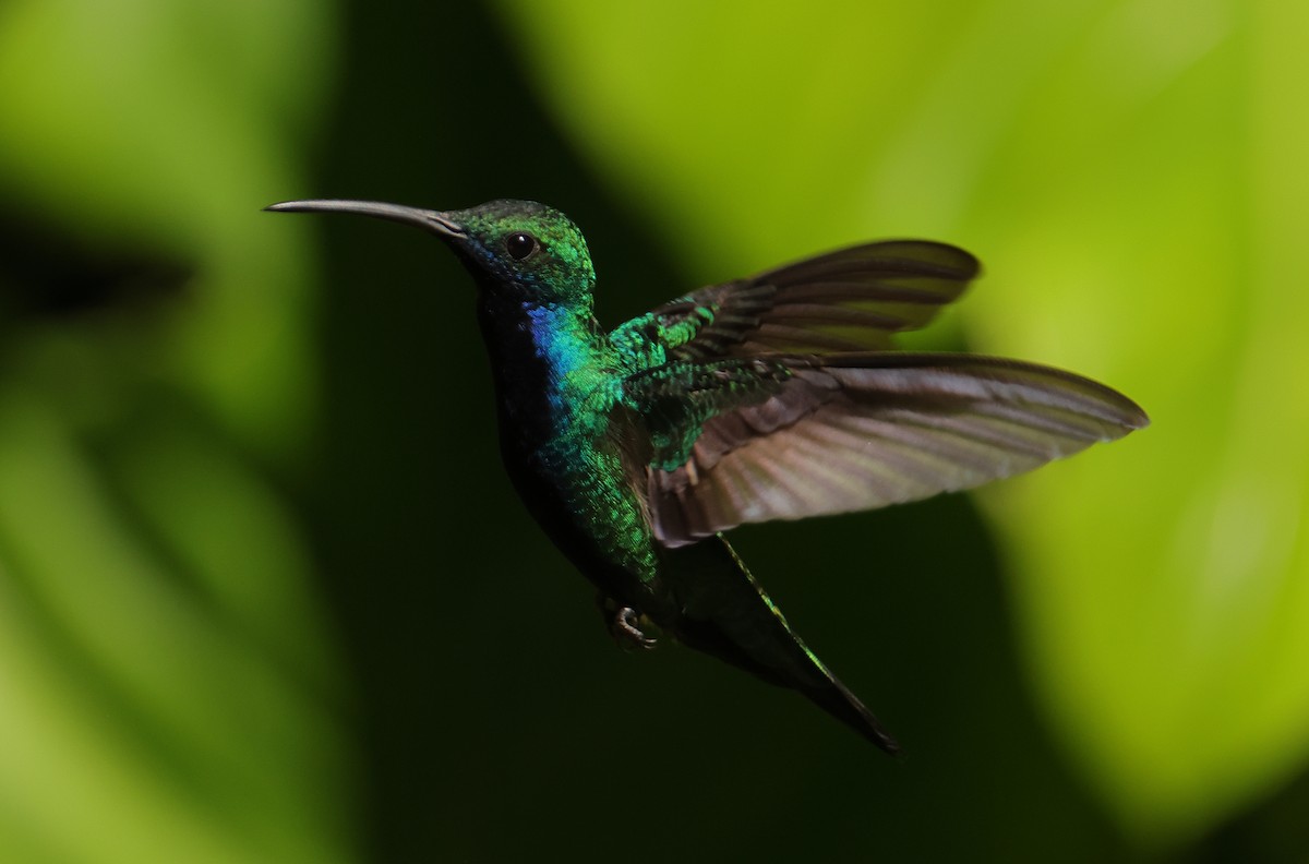 Black-throated Mango - Lázaro Garzón