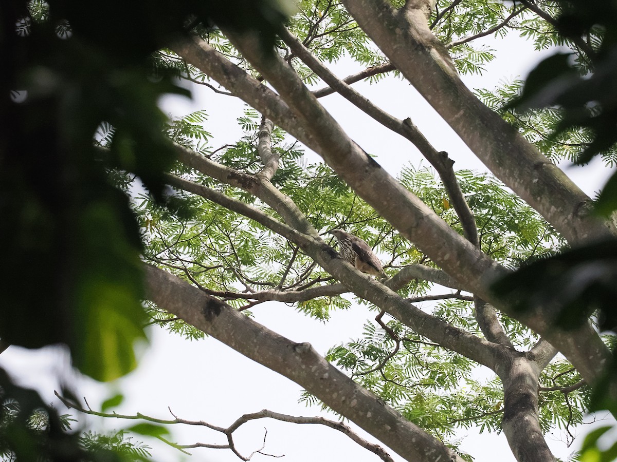 Changeable Hawk-Eagle - ML644133670