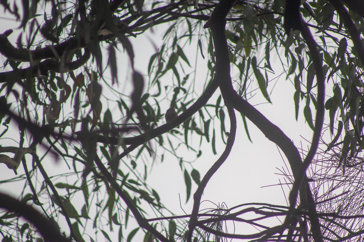 Gray Shrikethrush - ML644133677