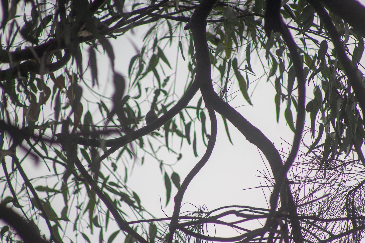 Gray Shrikethrush - ML644133678
