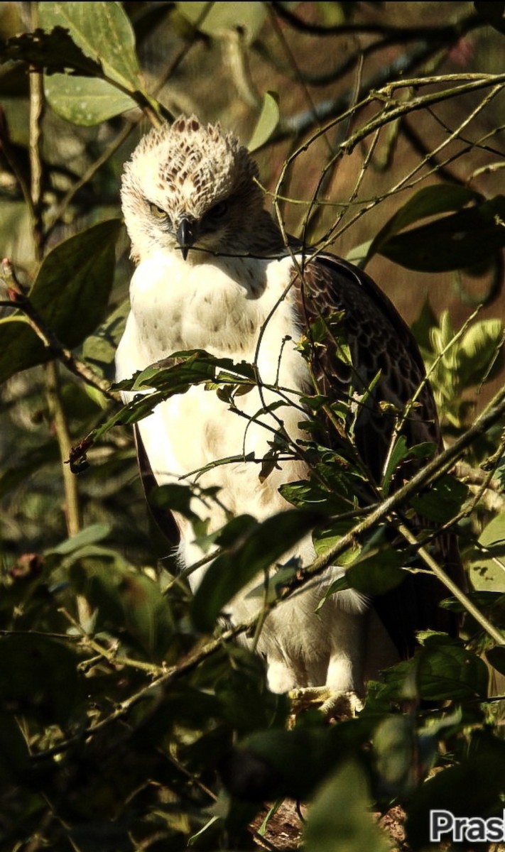 Changeable Hawk-Eagle - ML644133688