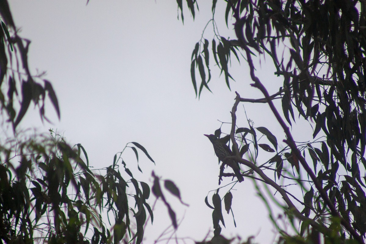 Olive-backed Oriole - ML644133689
