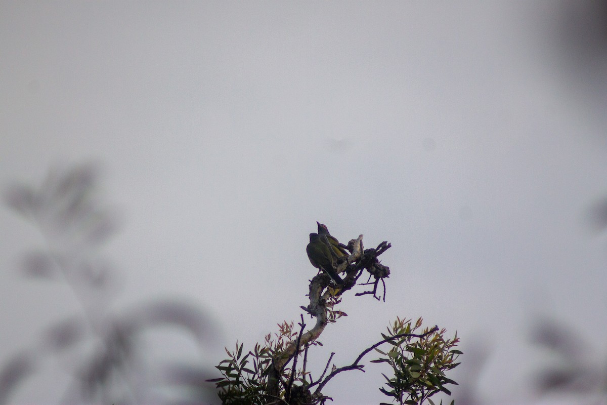Australasian Figbird - ML644133694