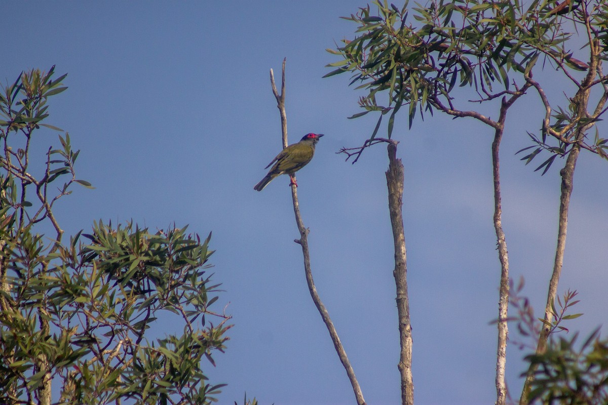 Australasian Figbird - ML644133695