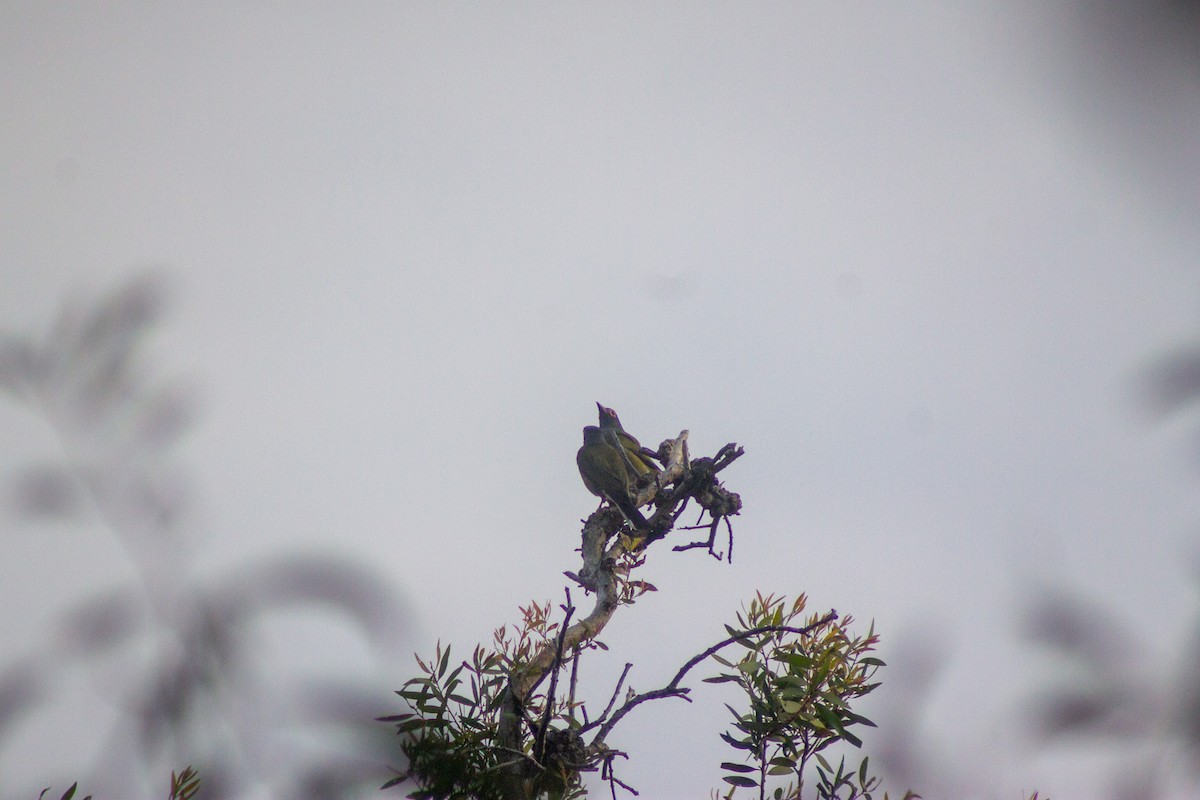 Australasian Figbird - ML644133696