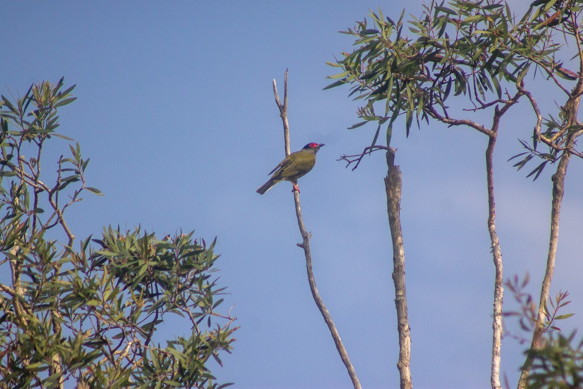 Australasian Figbird - ML644133697