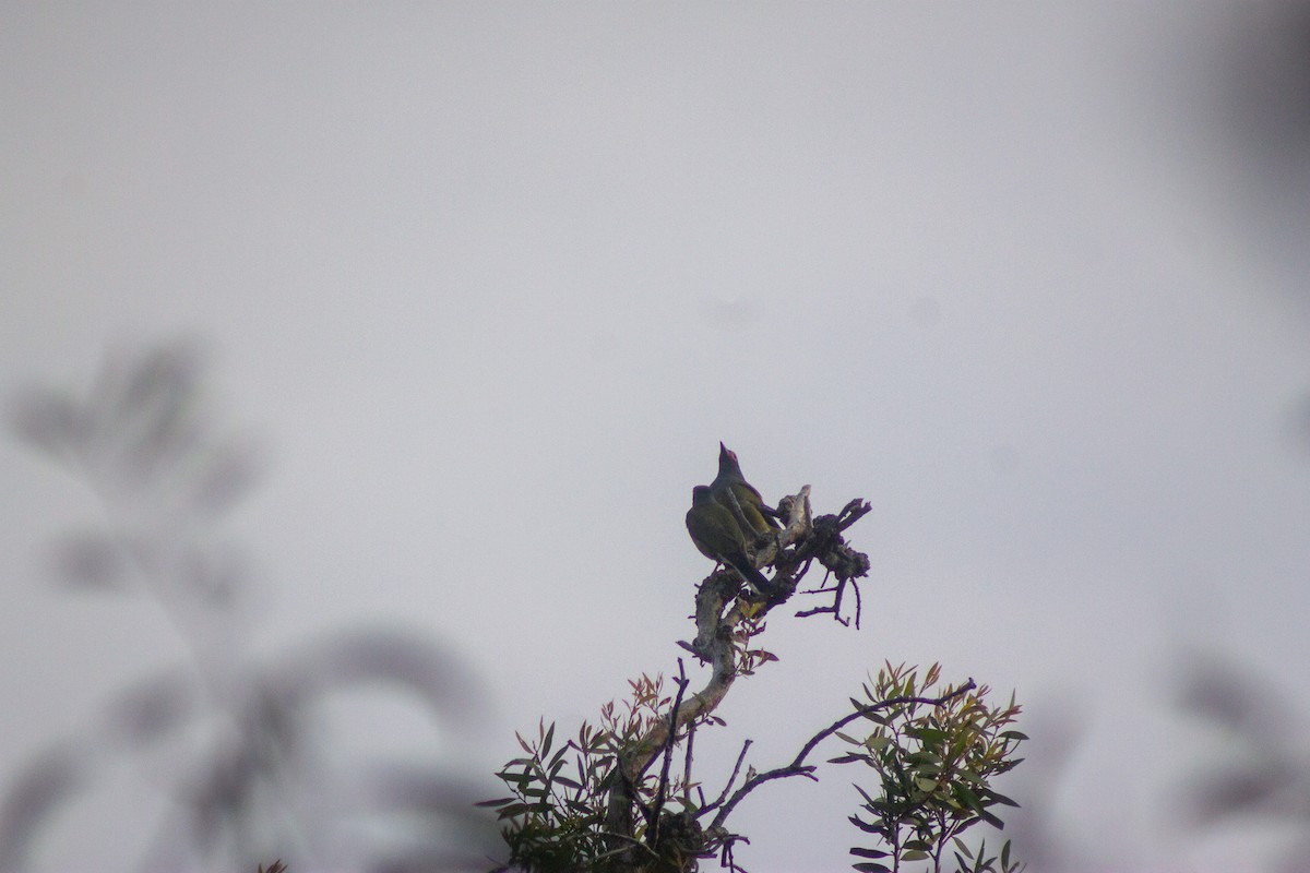 Australasian Figbird - ML644133698
