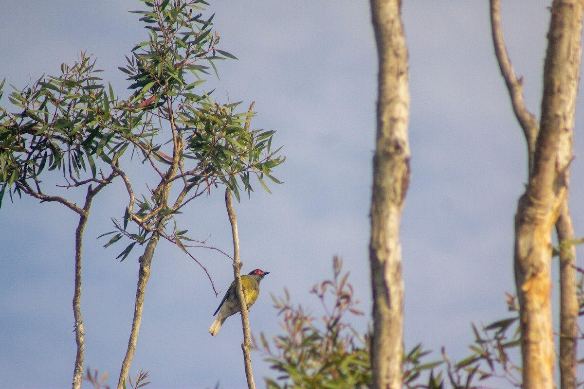 Australasian Figbird - ML644133699