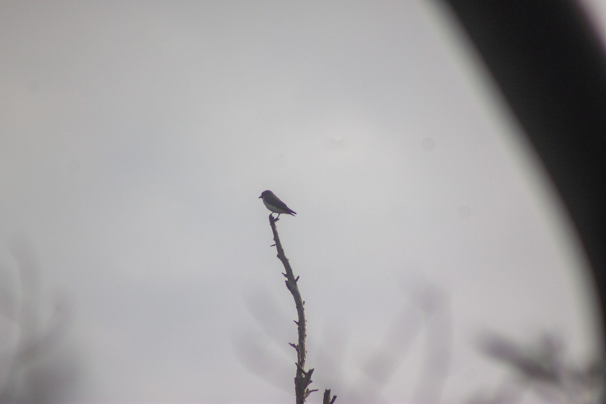White-breasted Woodswallow - ML644133703