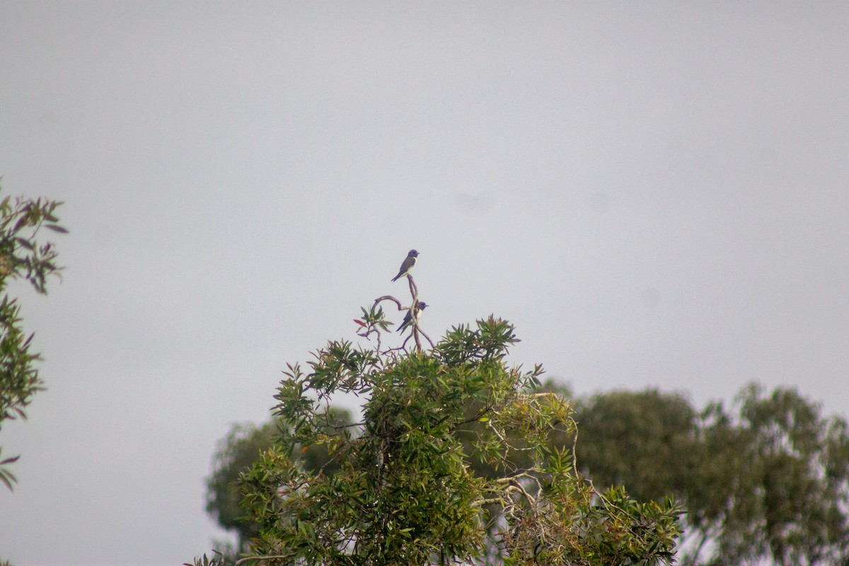 White-breasted Woodswallow - ML644133704