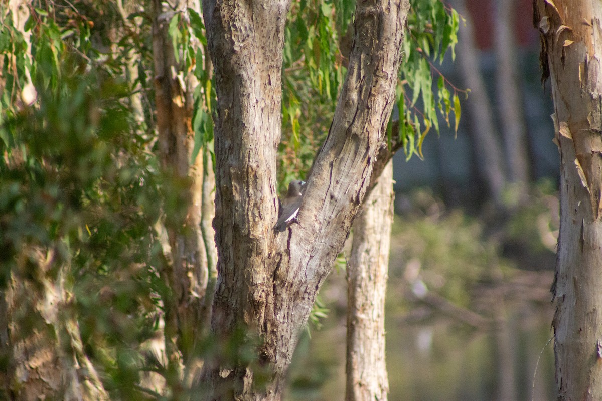 White-breasted Woodswallow - ML644133705