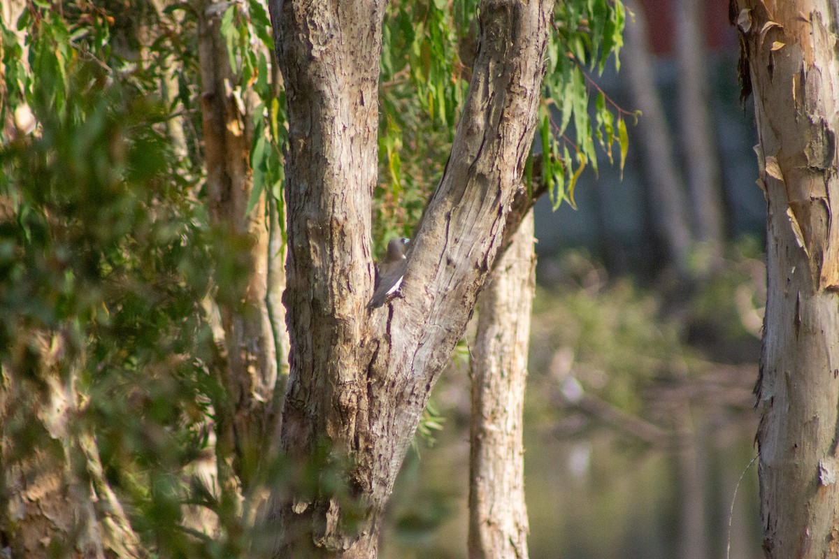 White-breasted Woodswallow - ML644133706