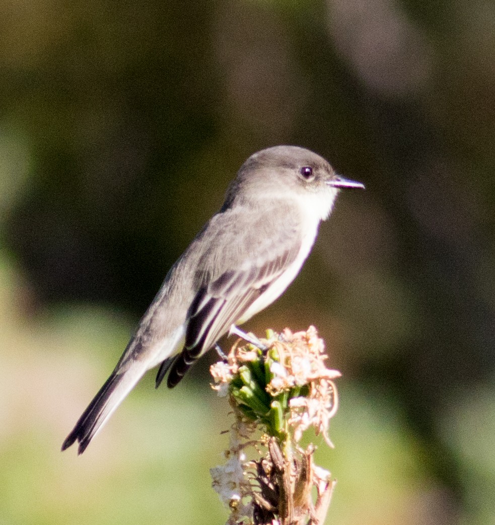 Eastern Phoebe - ML644133708