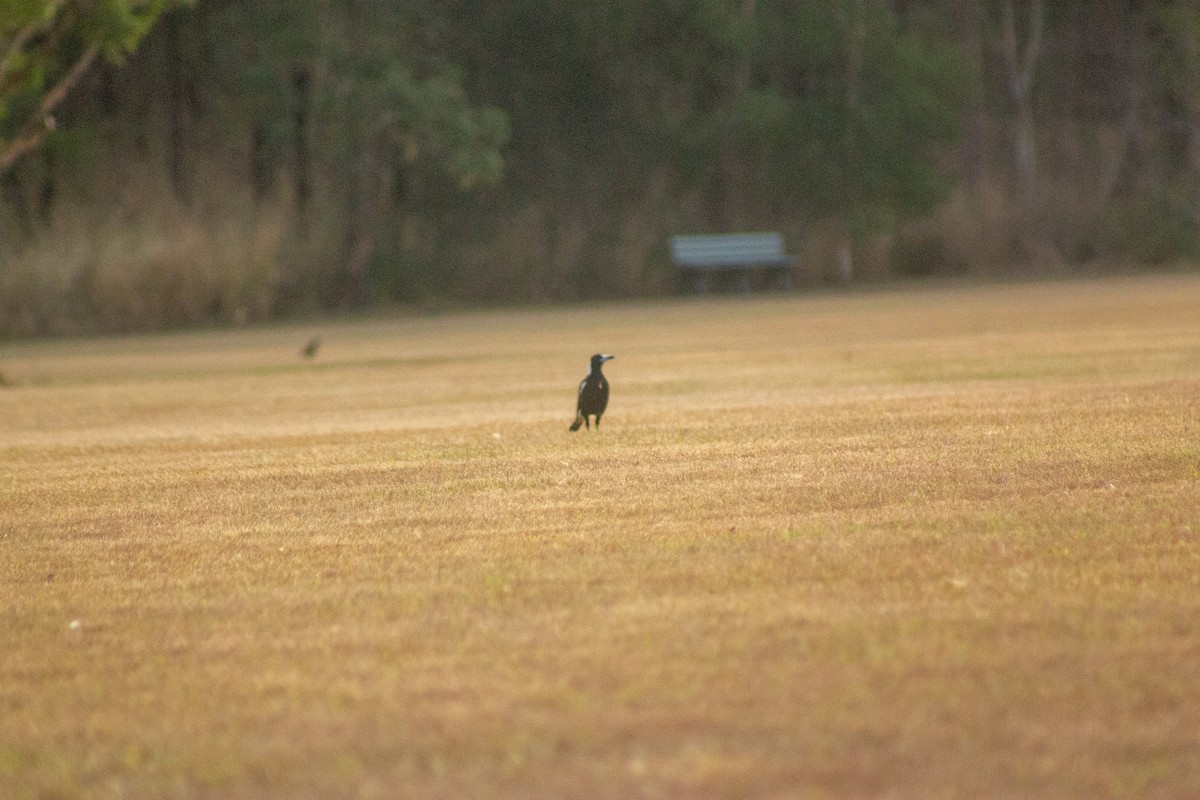 Australian Magpie - ML644133710