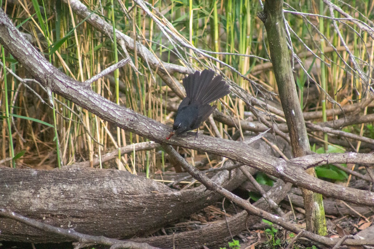 Willie-wagtail - ML644133715