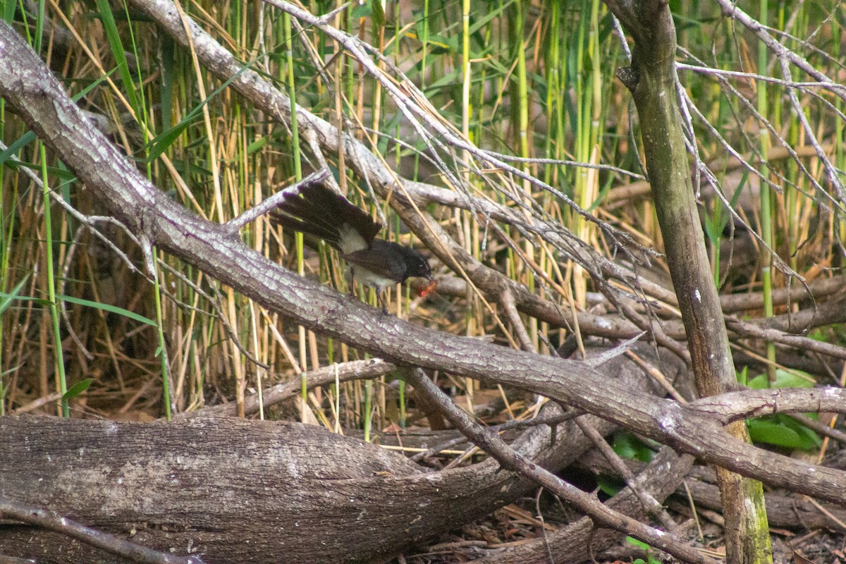 Willie-wagtail - ML644133716