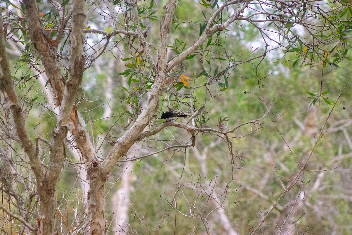 Willie-wagtail - ML644133717