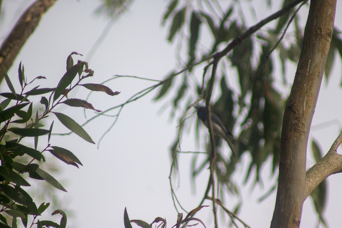 Leaden Flycatcher - ML644133719