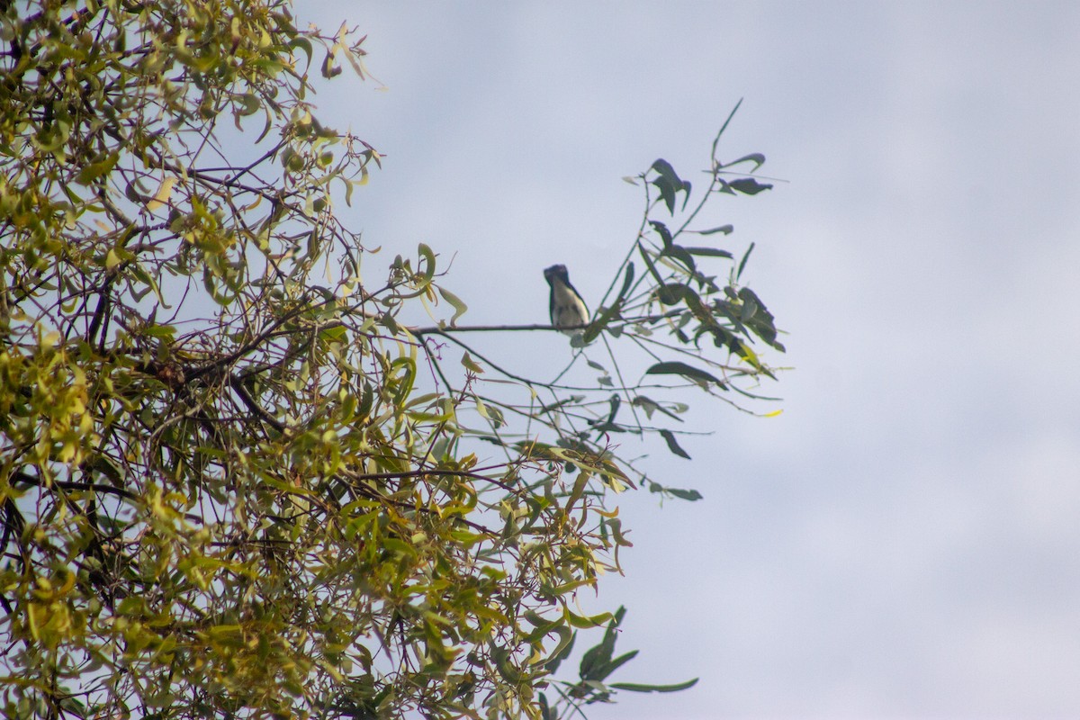 Restless Flycatcher - ML644133721