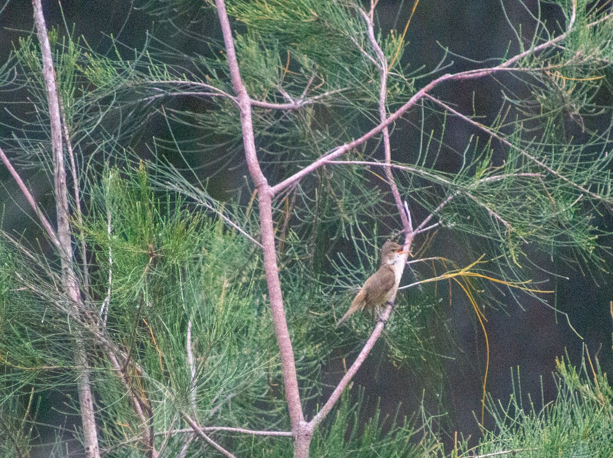 Australian Reed Warbler - ML644133727