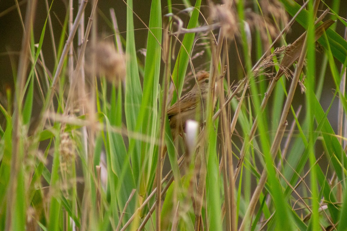 Tawny Grassbird - ML644133728