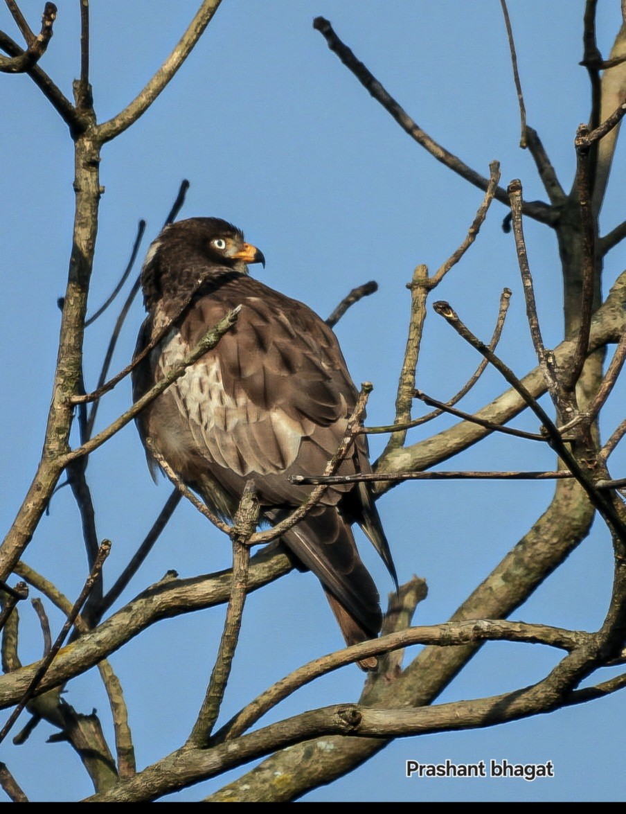 メジロサシバ - ML644133738