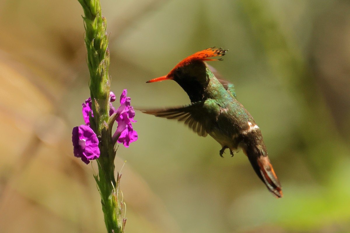 チャカザリハチドリ - ML644133745