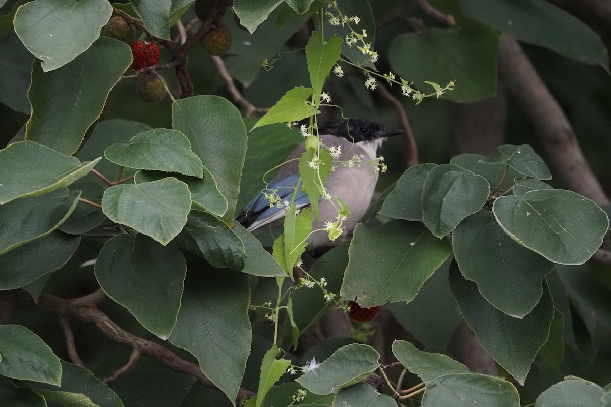 Mavi Saksağan - ML644133756