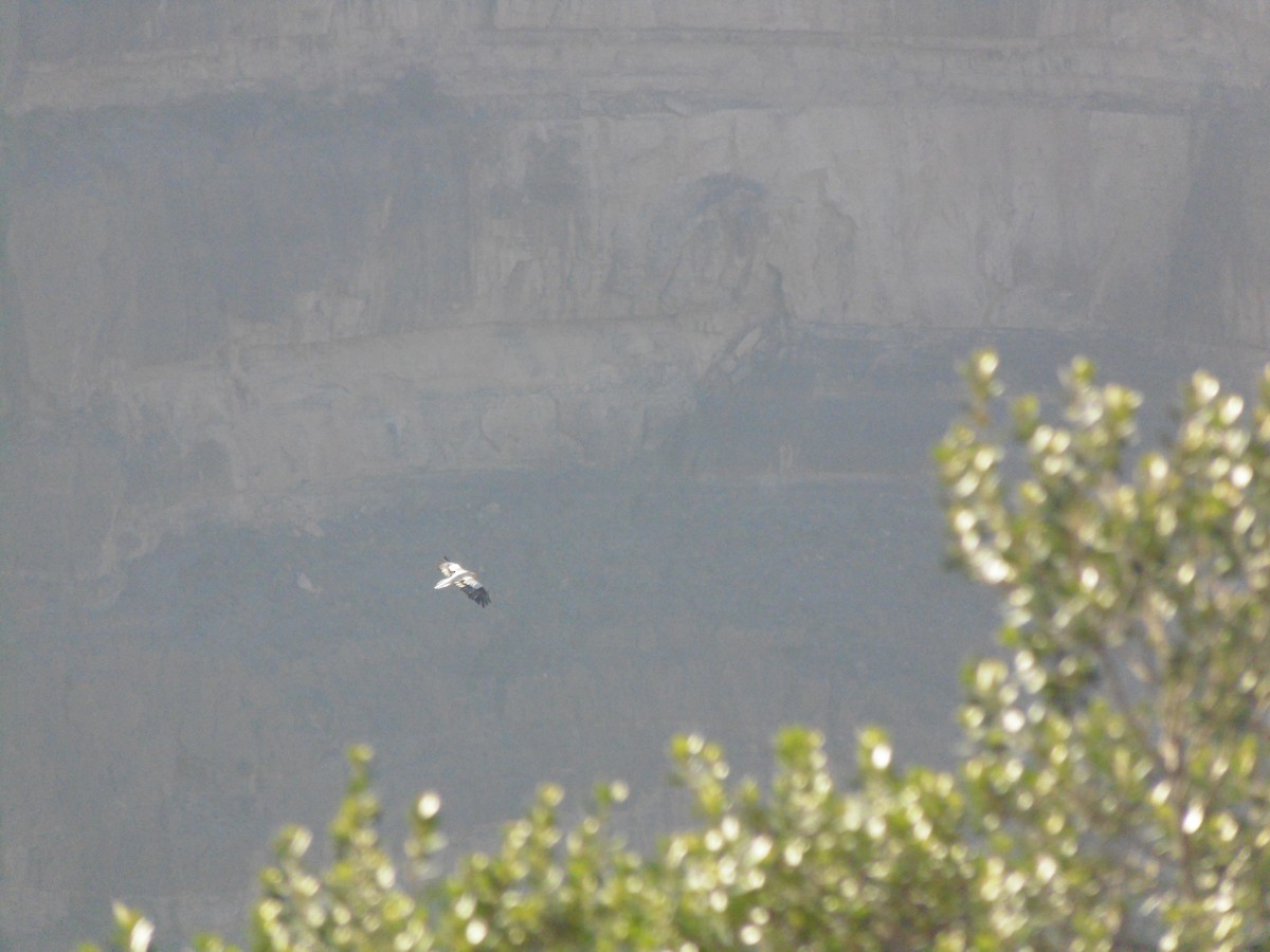 エジプトハゲワシ - ML644133764