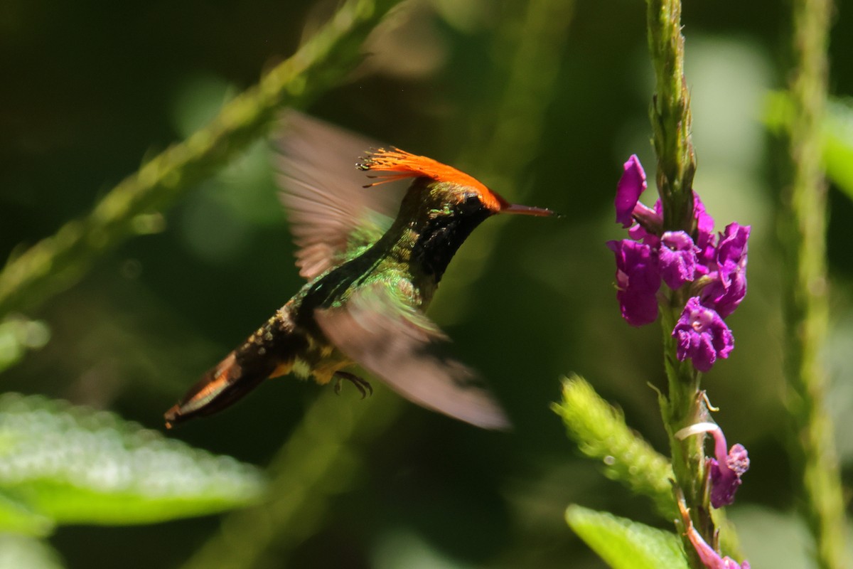 チャカザリハチドリ - ML644133766